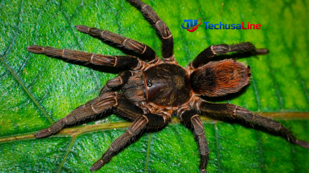 Theraphosidae Spider
